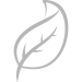 hoja_leaf_300x300 copie